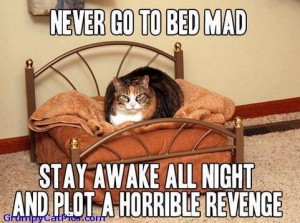 revenge cat